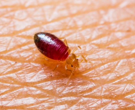 Bed Bug Pictures - deBugged