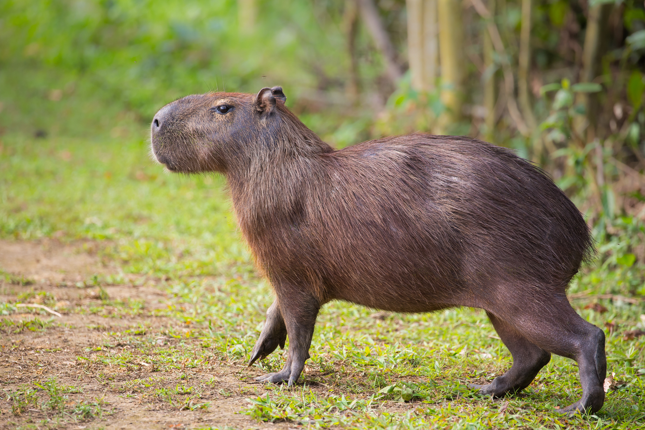Five Giant Rodents from Around the World - deBugged