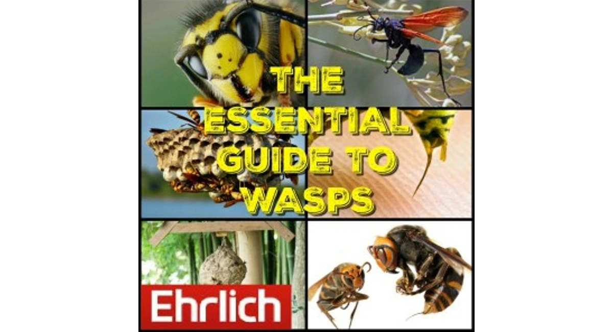 Essential Guide to Wasps Main Image 2