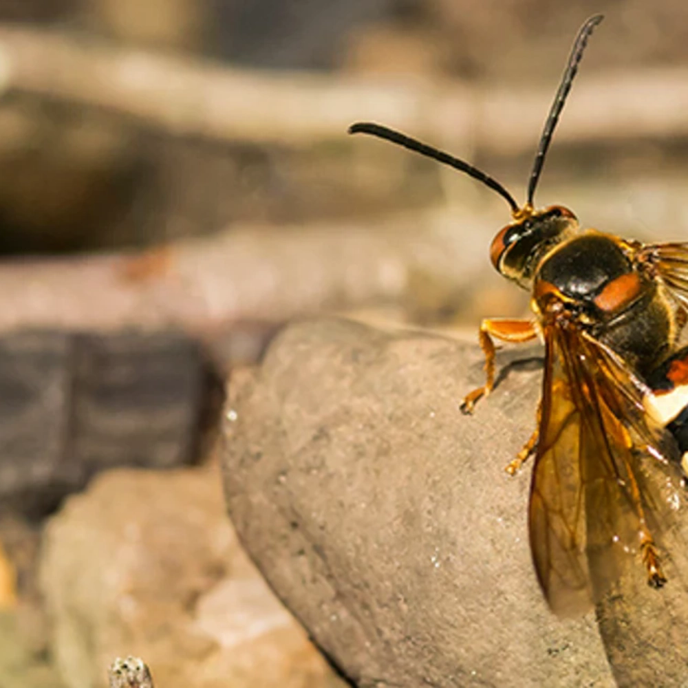 Cicada killer wasp