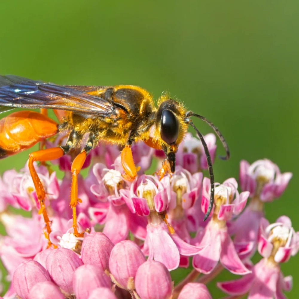 A great golden digger wasp