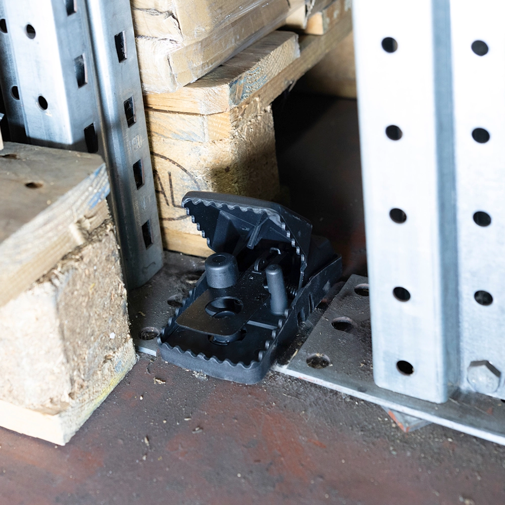 T Rex on storage