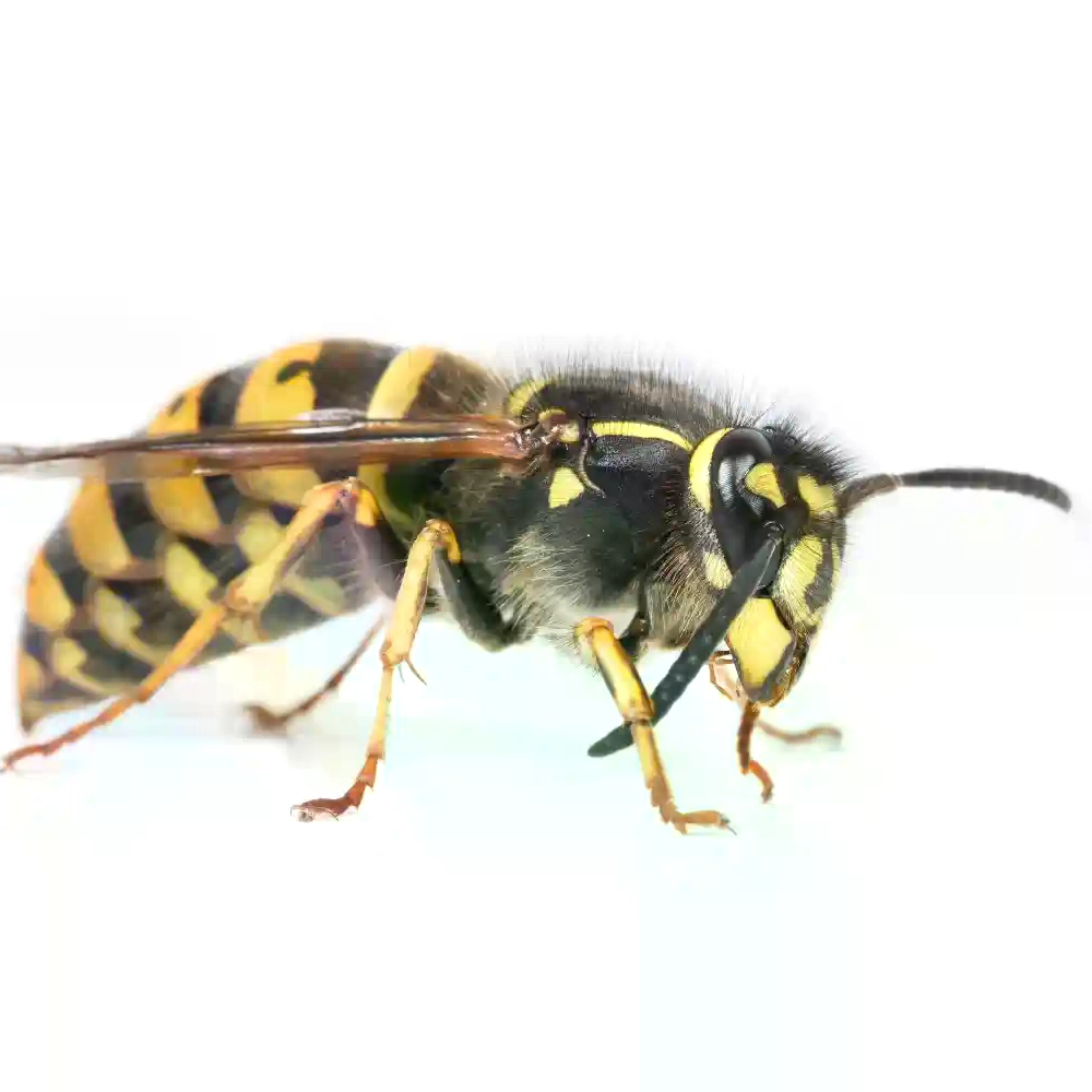 Yellow jacket wasp