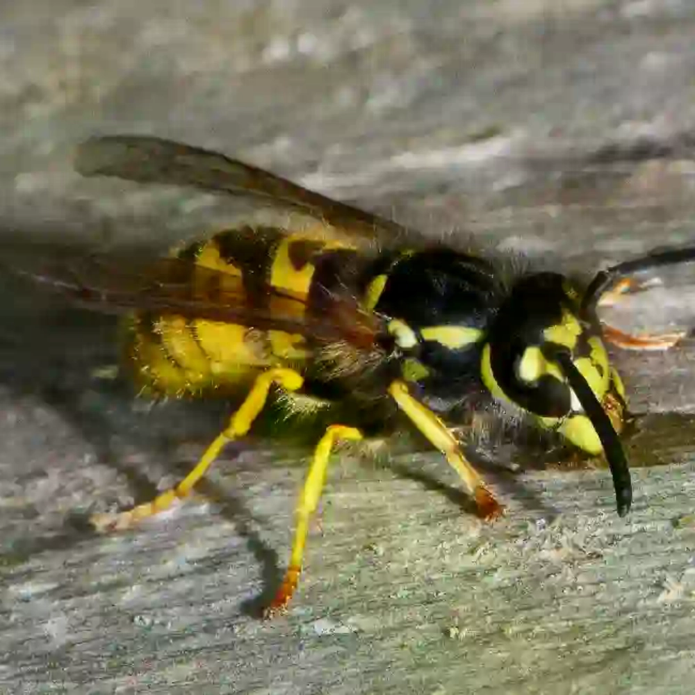 Bald faced hornet