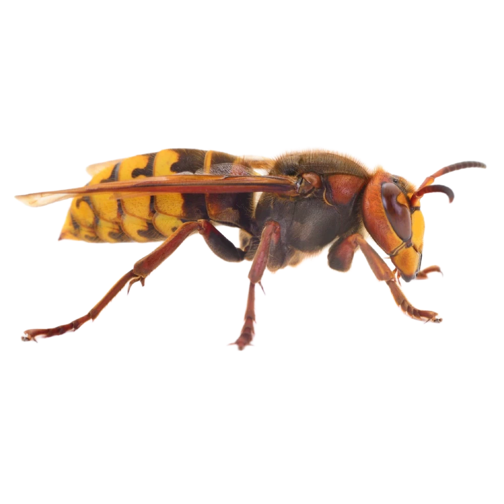 European hornet