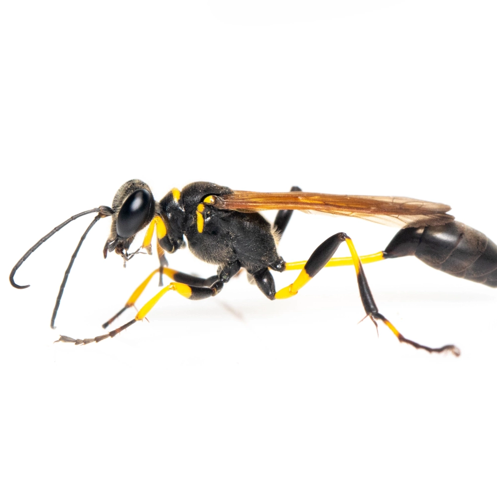 Mud dauber wasp