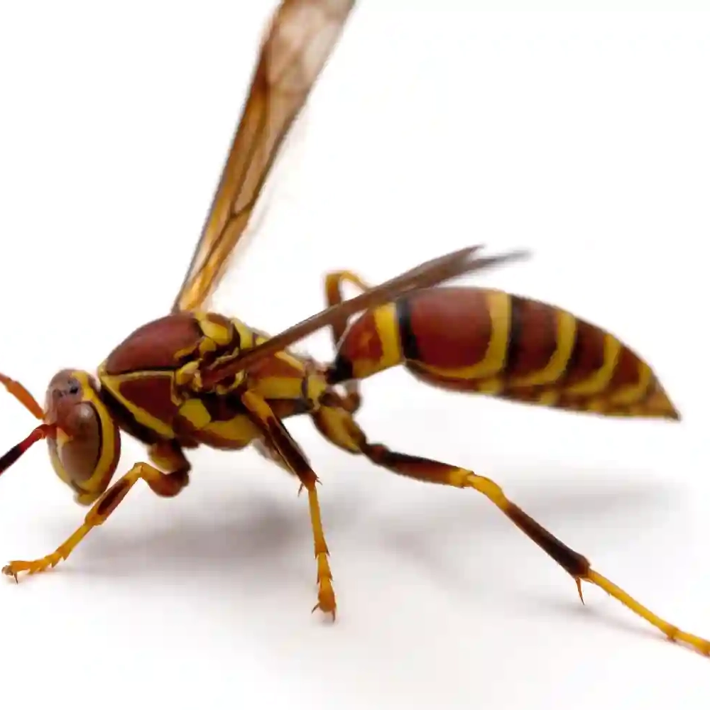 Paper wasp