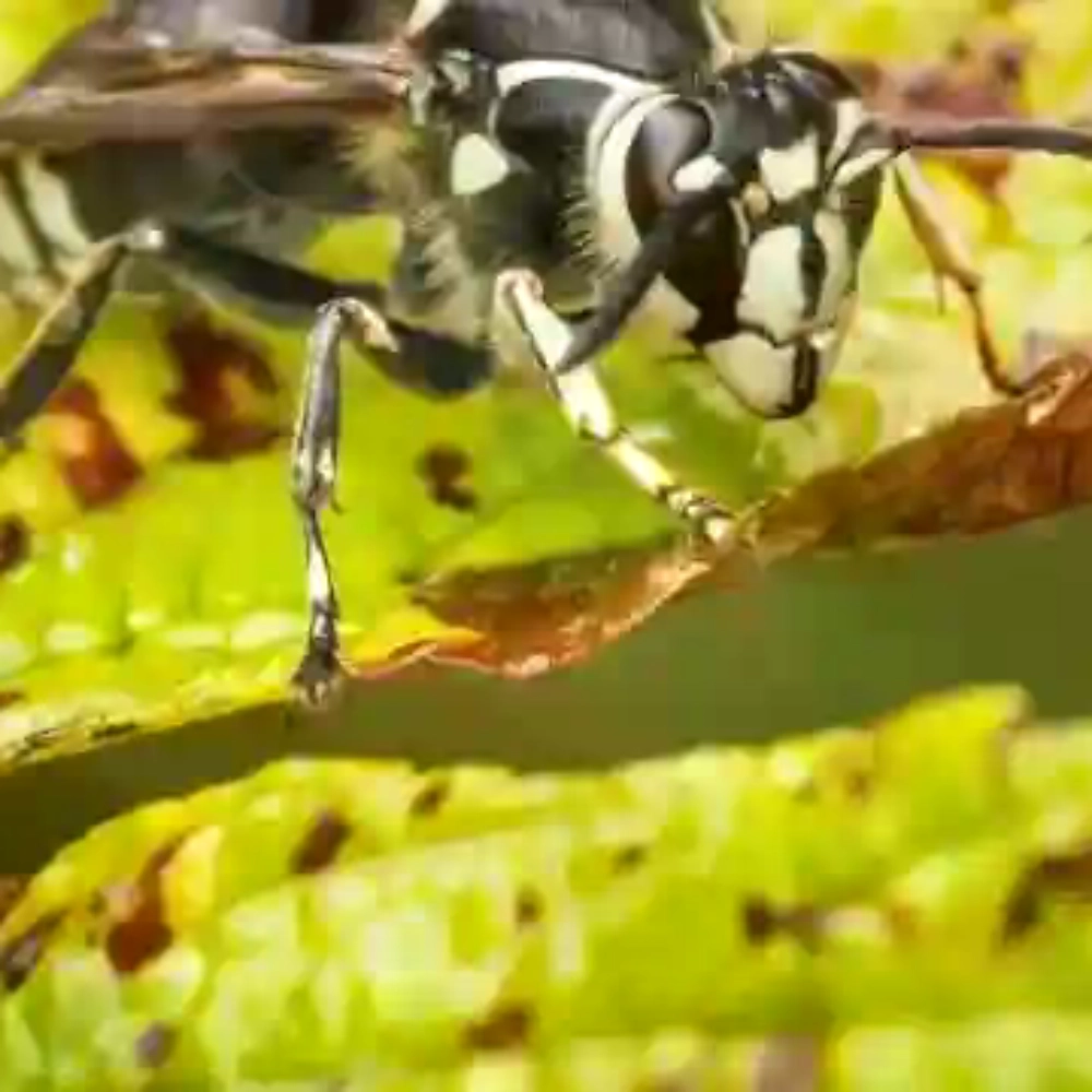 Bald faced hornet