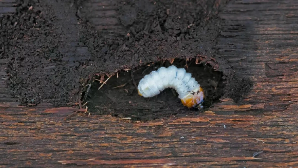How to get rid of Wood-boring insects