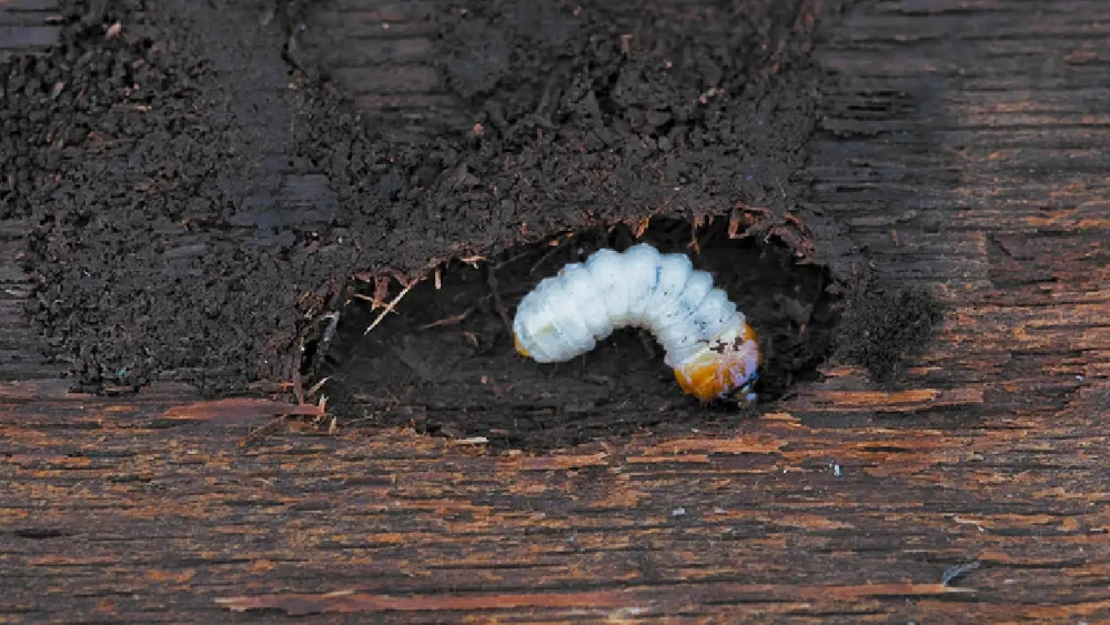 How to get rid of Wood-boring insects