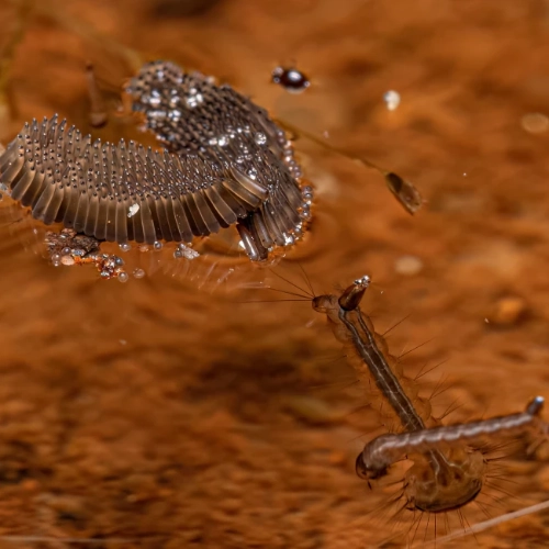 mosquito eggs 