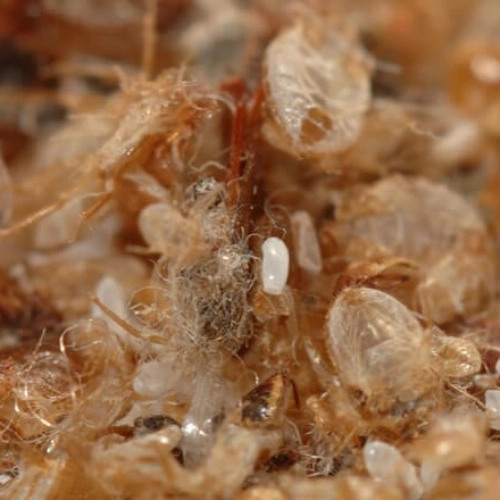 bed bug waste 