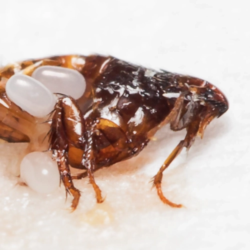 A flea with flea eggs on top of it