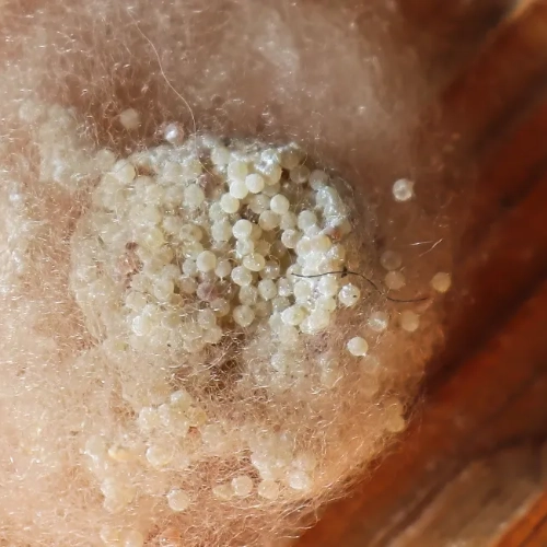 A cluster of spider eggs on top of some wood