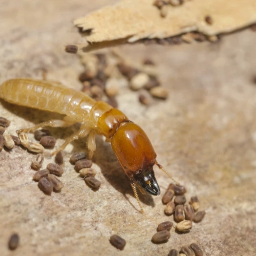 termite with eggs 