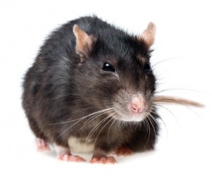 Don't let rats invade your home