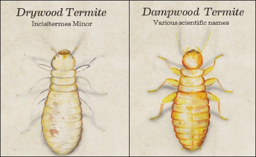 Scientific images of dampwood termite and drywood termite side by side