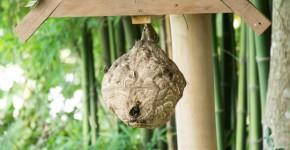 Wasp nest hanging from a house beam