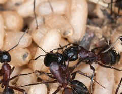 Carpenter ants on white rice