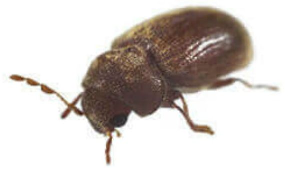 drugstore beetle image for blog e1544121597570