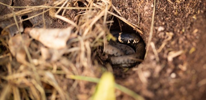 snake coiled inside of a hole in the ground