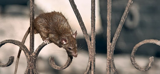 rat climbing on fence