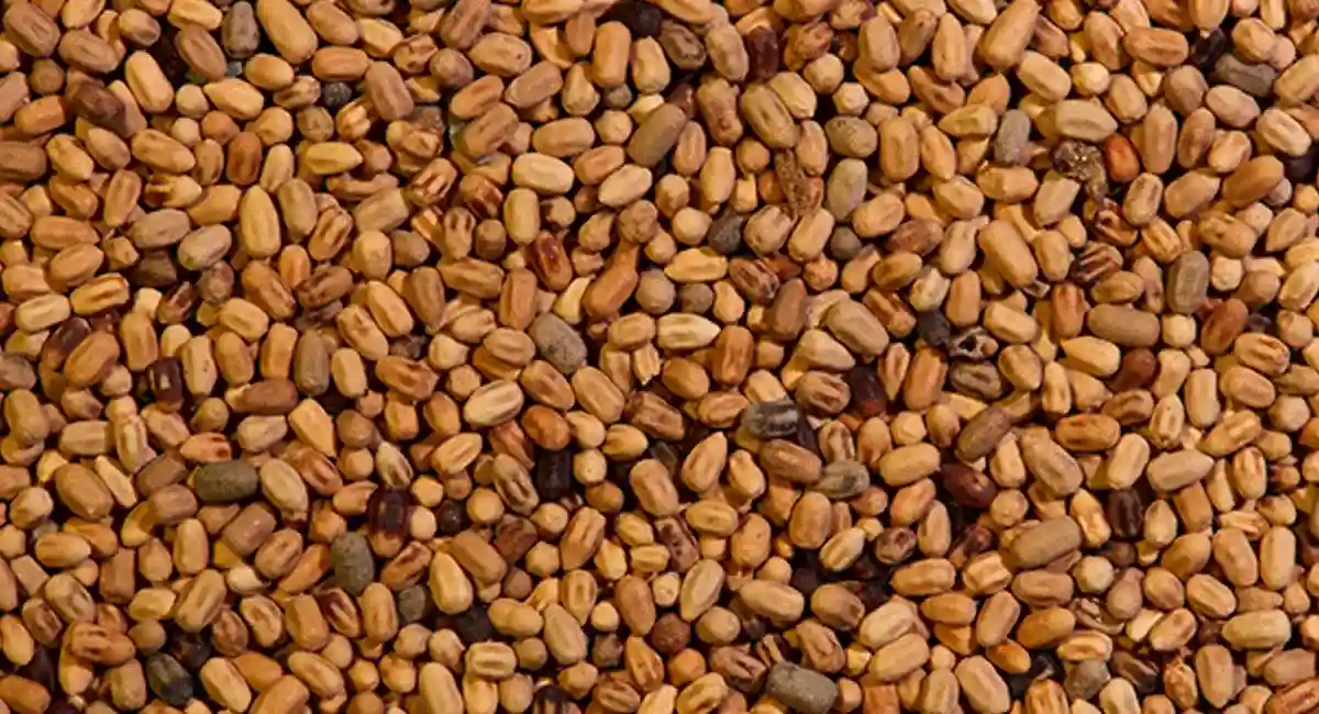 termite frass - signs of drywood termites