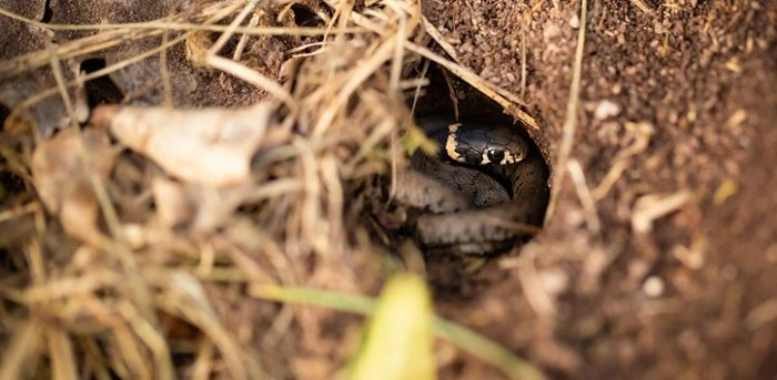 Where to find a snake hole