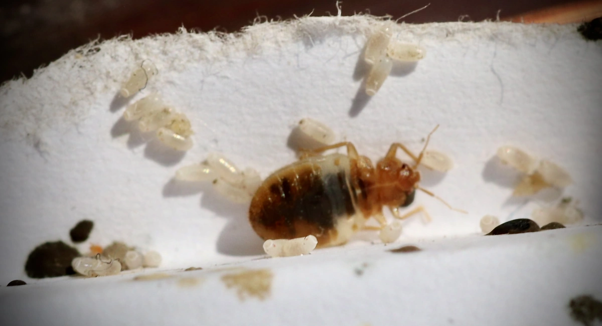 A bed bug nymph, semi-translucent, among bed bug eggs