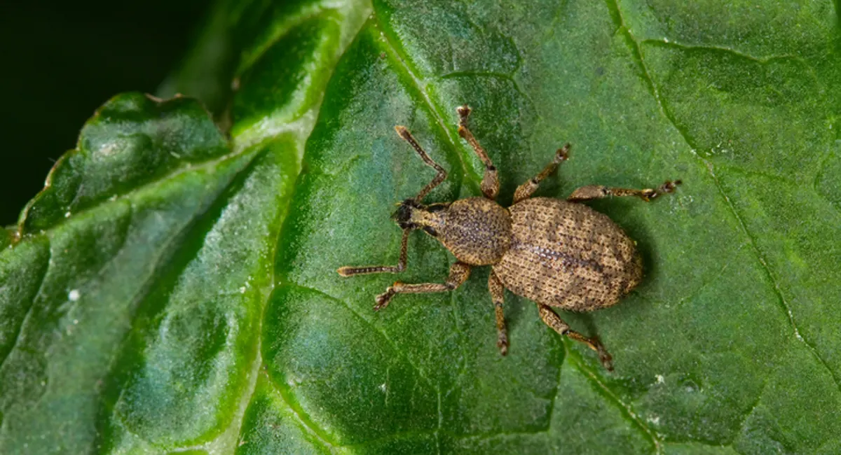 Black Vine Weevil