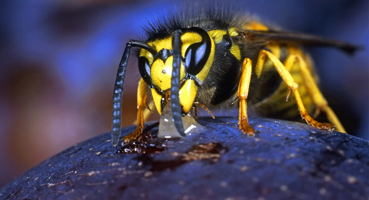wasp on a fruit