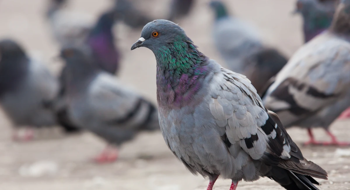 Bird control