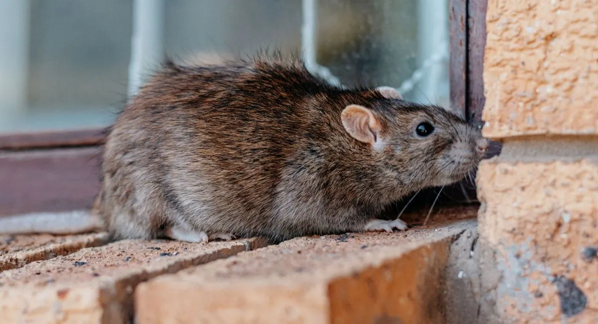 Rodent sitting on red brick ledge outside window of a home