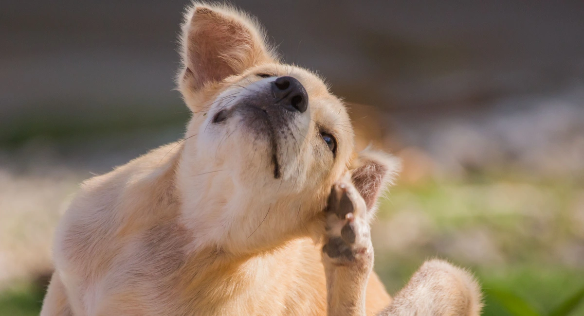Dog scratching