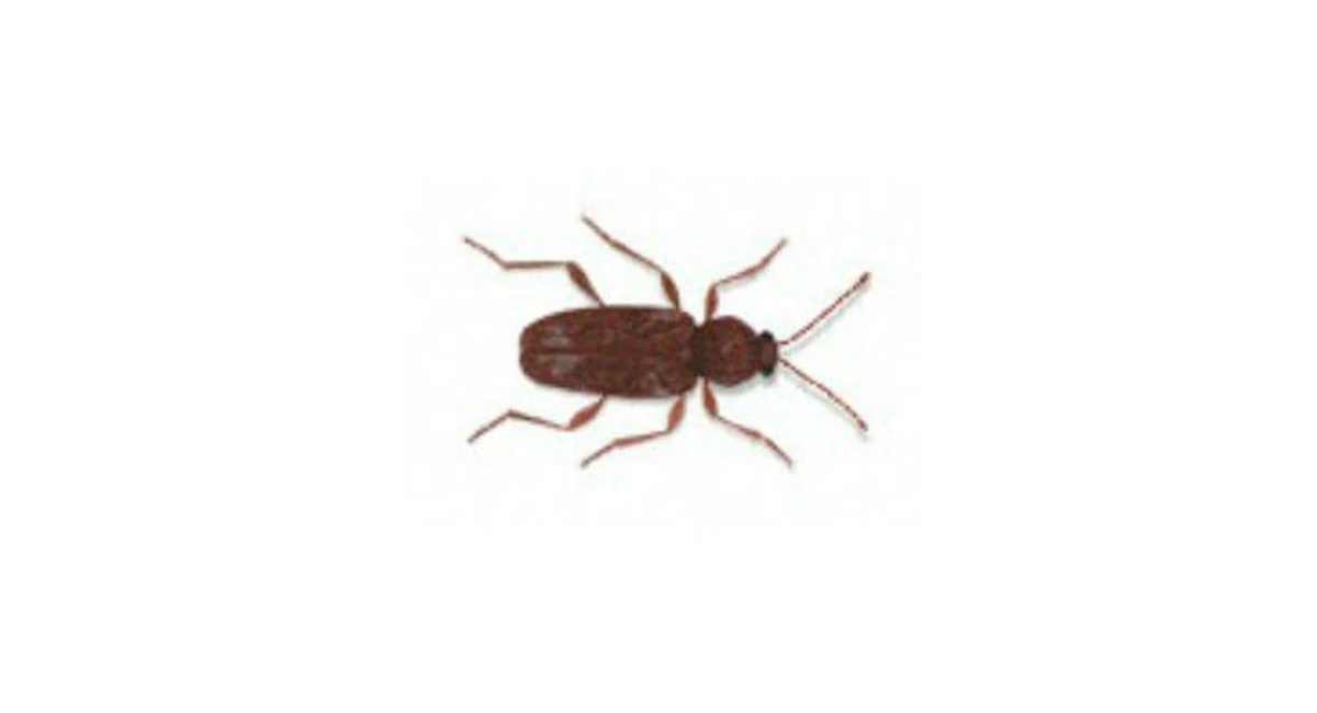 White Marked Spider Beetle