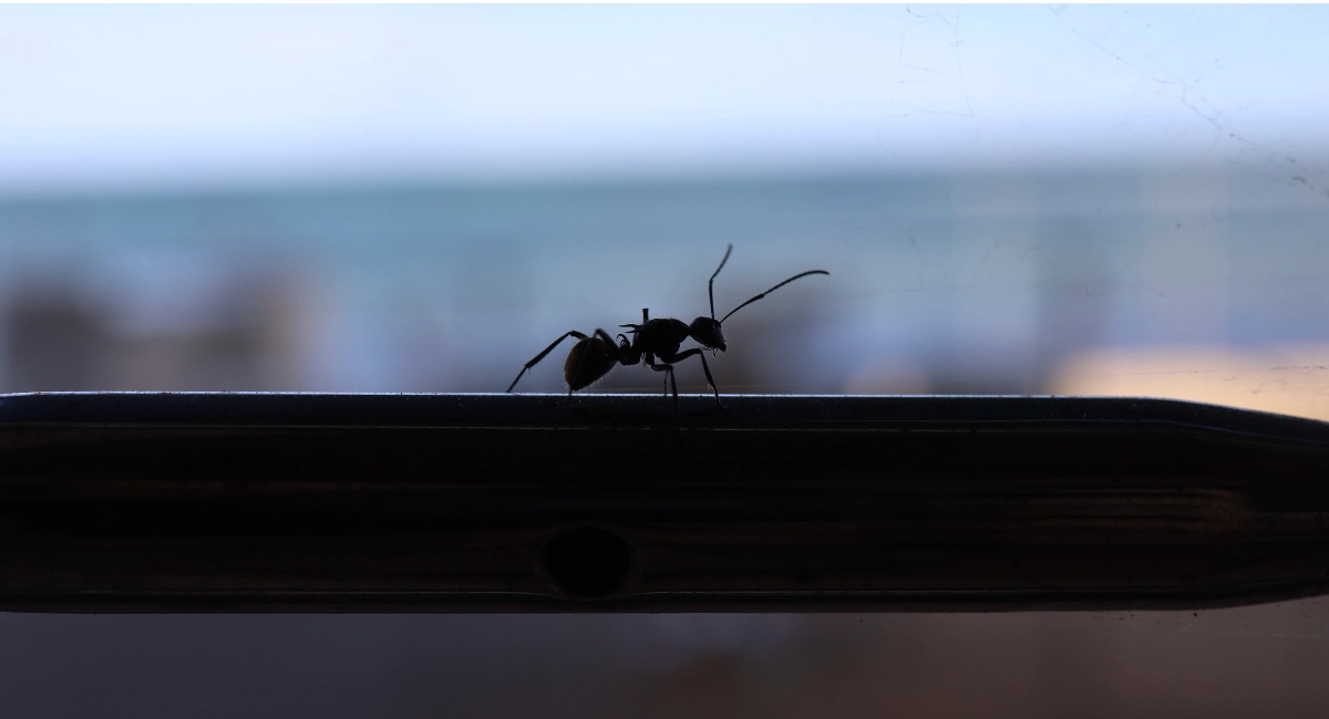 Black house ants