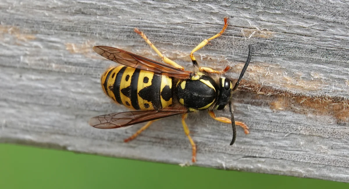 Yellow jacket