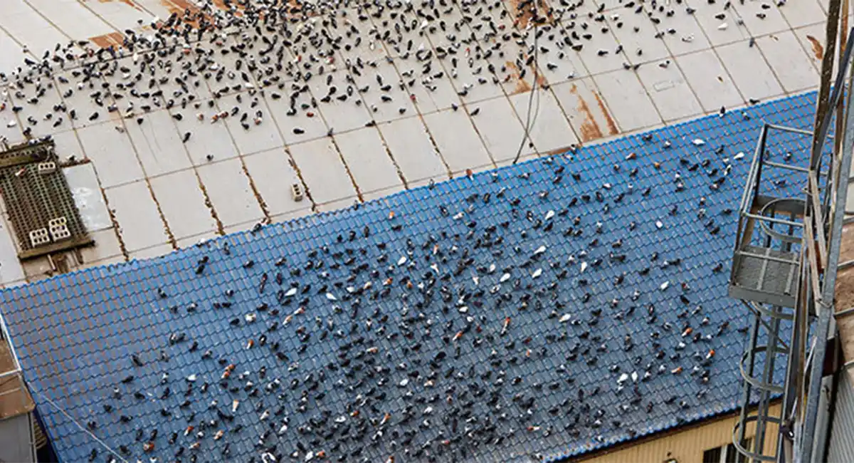 Birds on rooftop