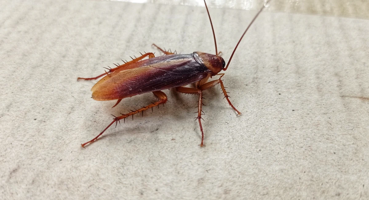 Cockroach on grey background