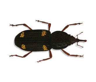 Maize Weevil