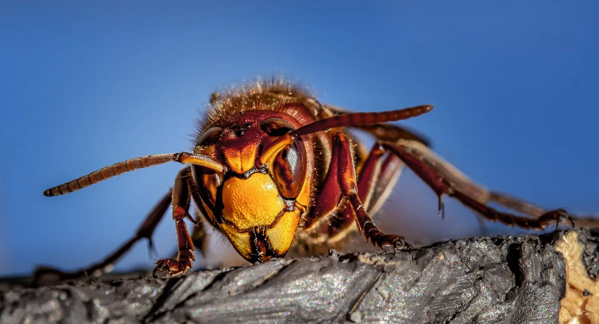 Hornet