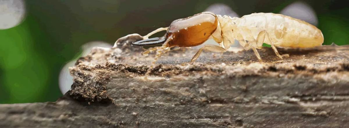 Termite