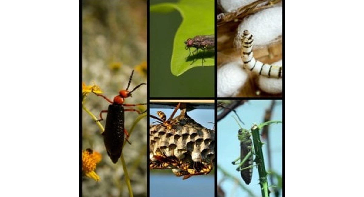 Medicinal bugs collage 