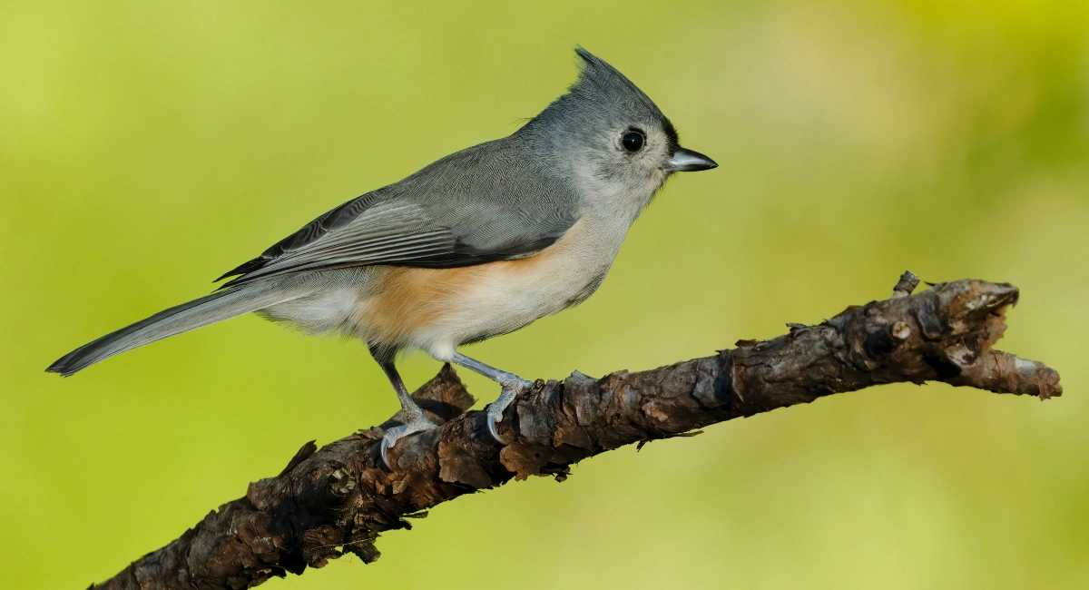 Tufted Tiitmouse