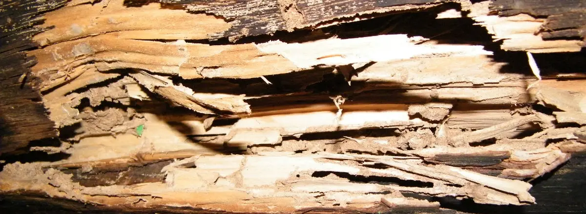 Wood damaged by termite