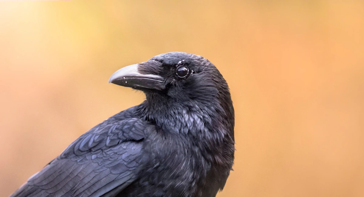 Crows and Ravens