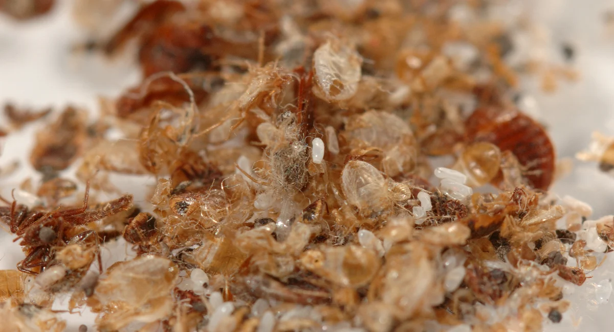 Bedbugs waste eggs and skins