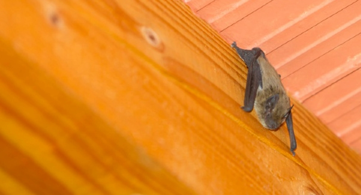 Bat inside home on the ceiling