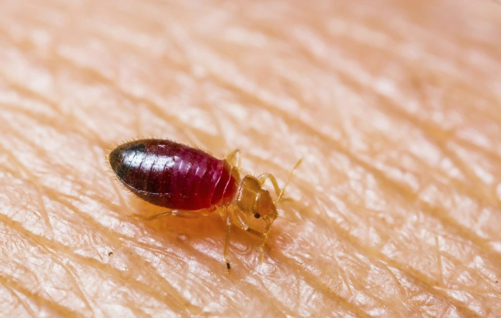 Bedbug on skin
