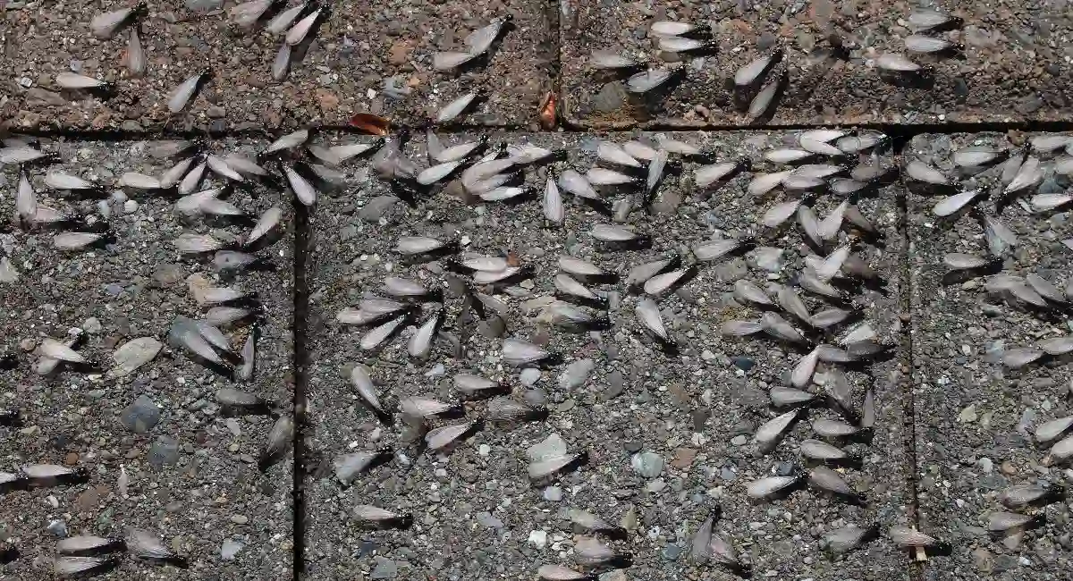 Flying termites or termite swarmers